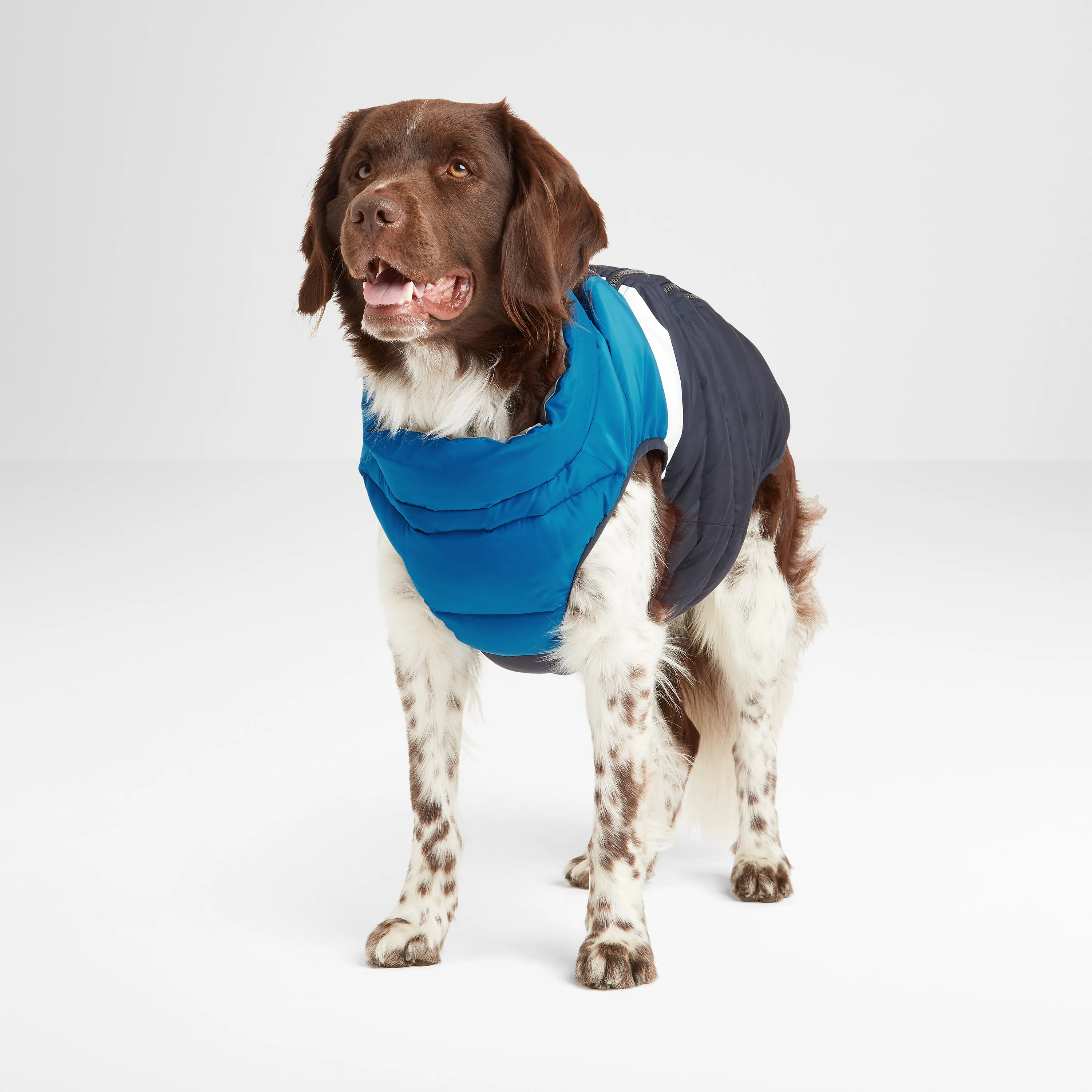 Fetch Padded Dog Coat XS - Peacock Blue/Dark Indigo/Optic White